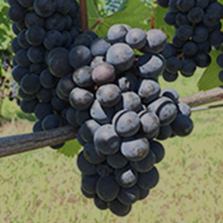 ピノ・ノワール